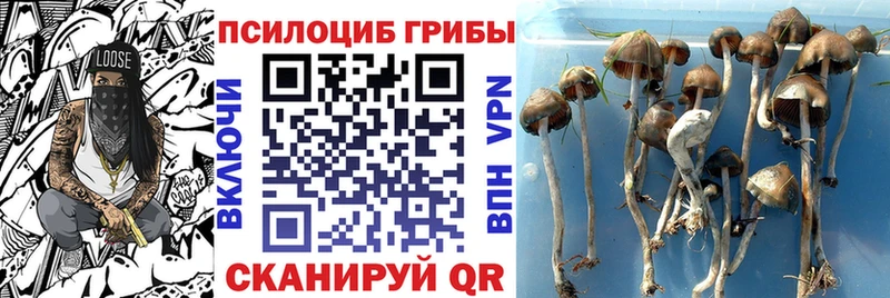 Псилоцибиновые грибы мицелий  Карасук 