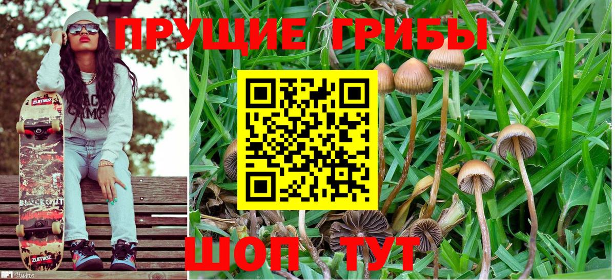 Карасук  Псилоцибиновые грибы Psilocybe  Псилоцибиновые грибы прущие грибы  Вход с VPN 
